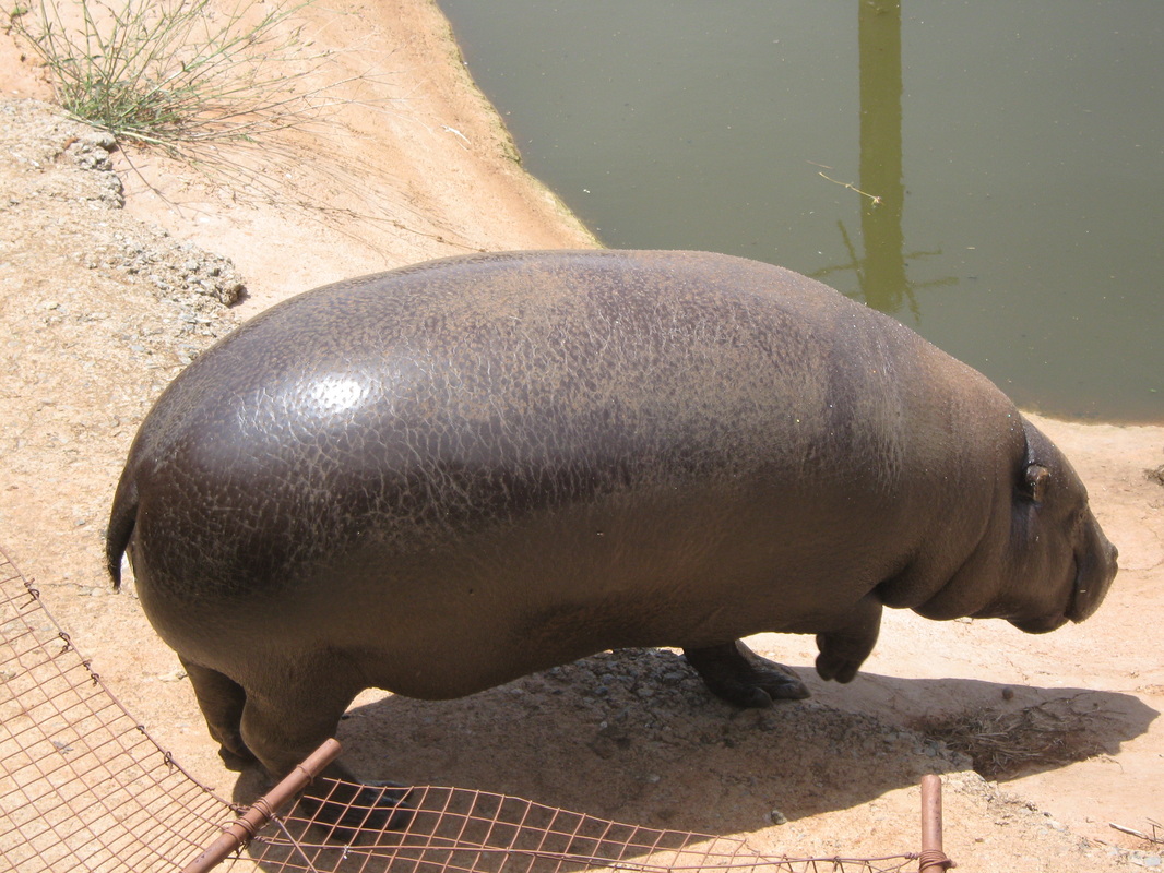 Pygmy Hippo