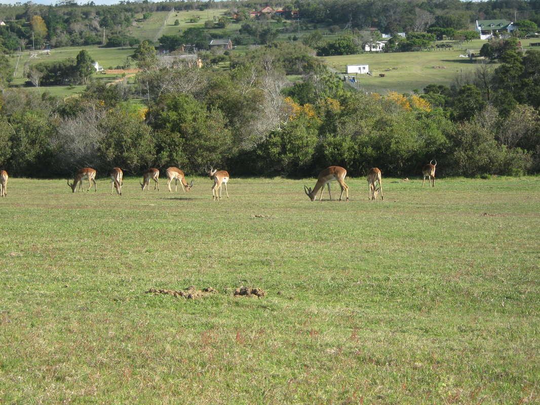 Herd Impala