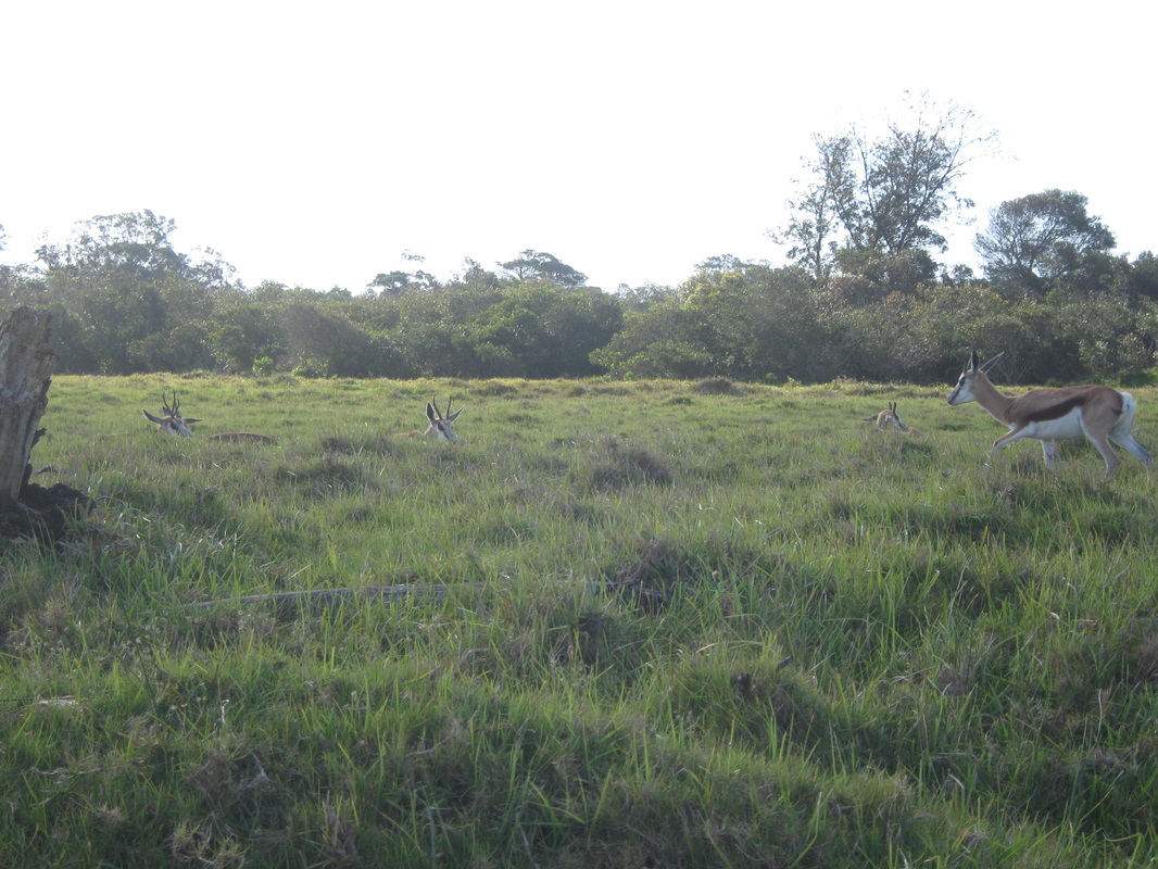 Several Springbok