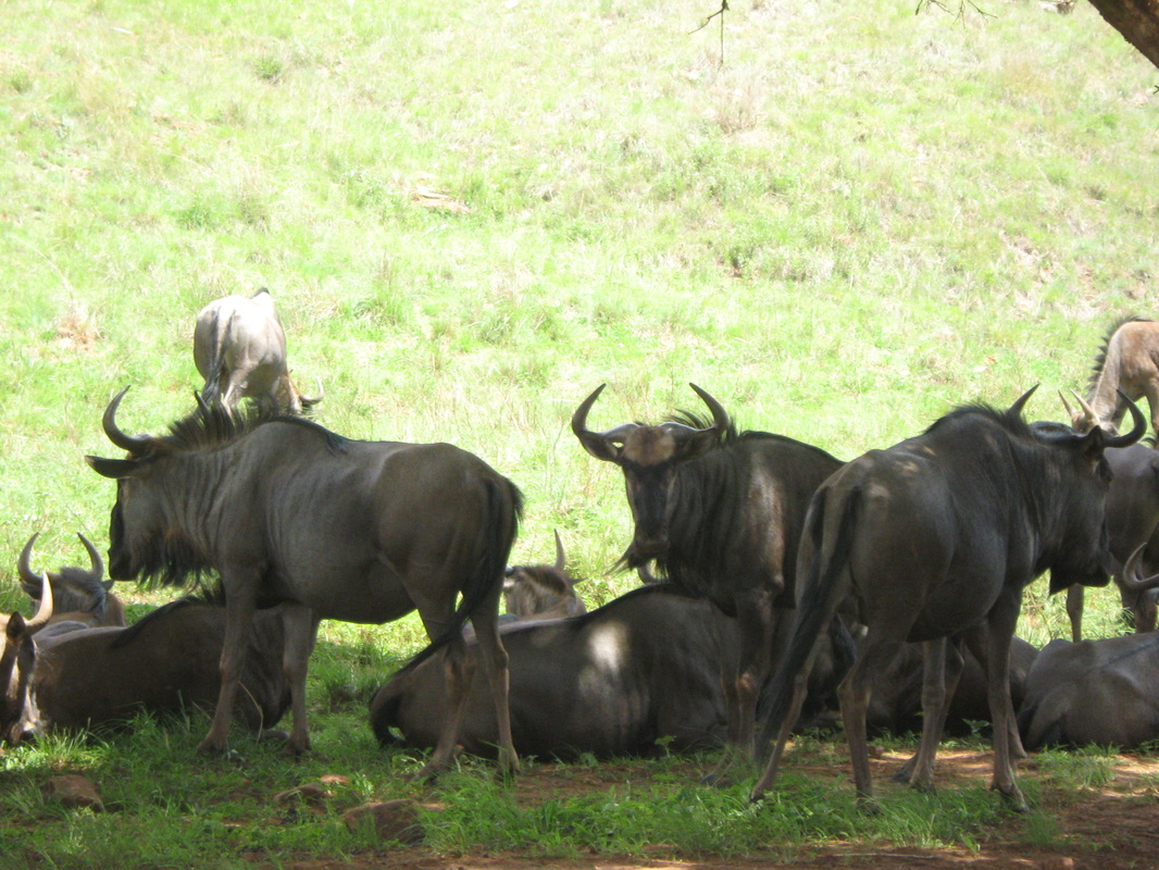 Herd Wildebeest