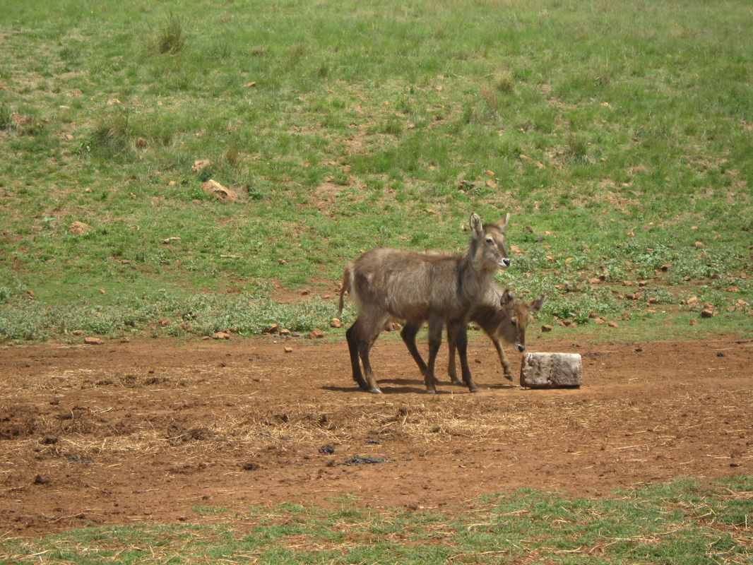 Two Young Waterbuck